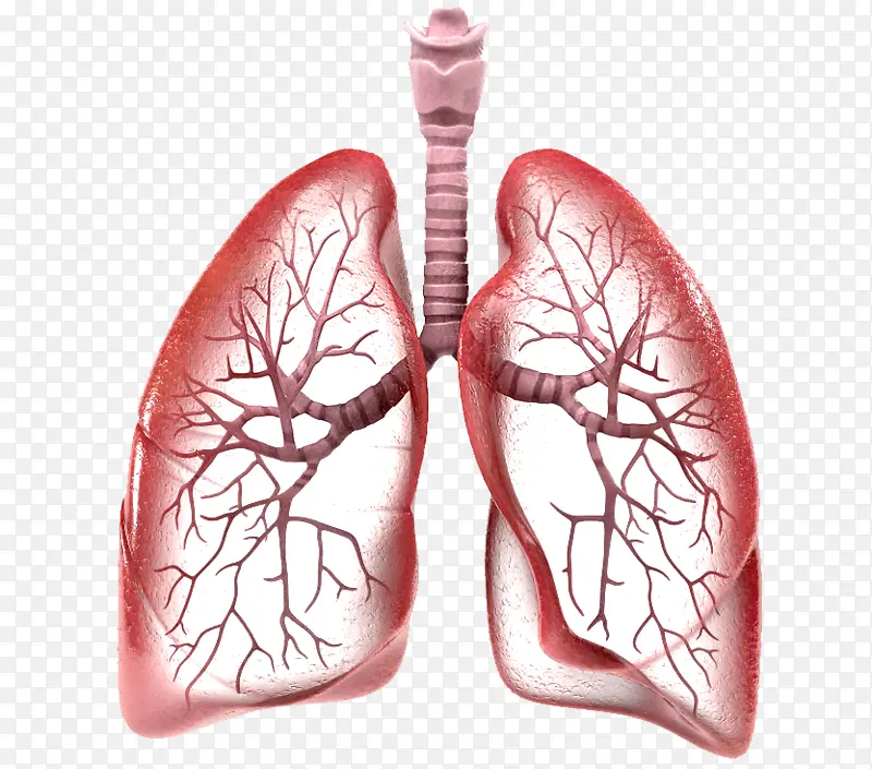 肺部 肺 人肺 肺片PNG图片素材下载_图片编号11200352-PNG素材网