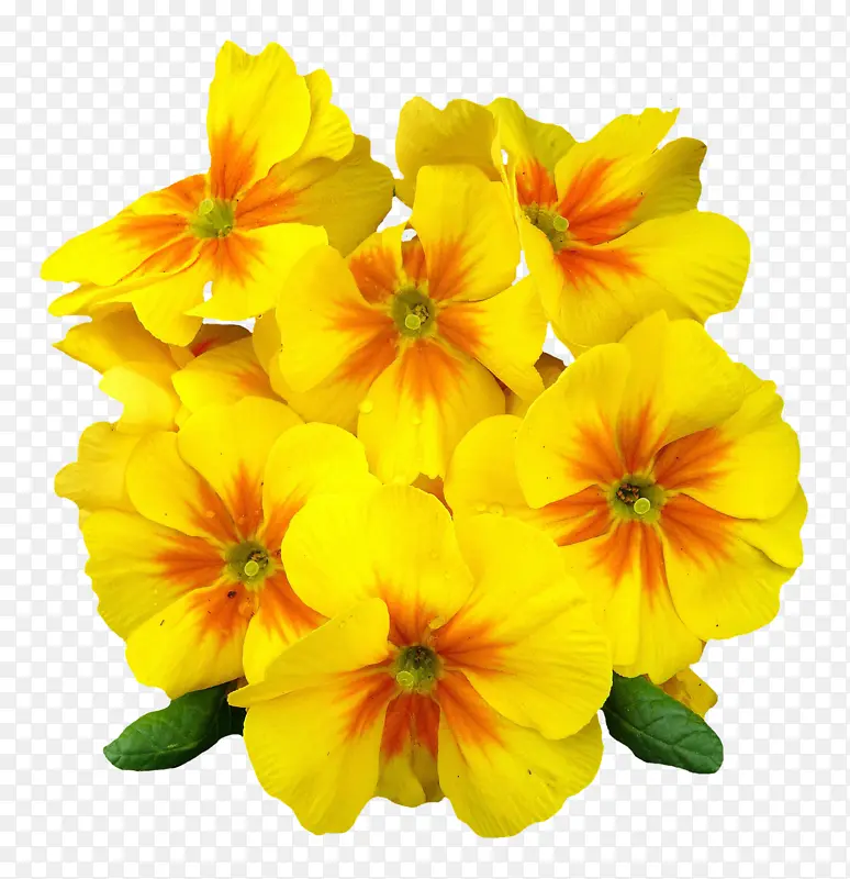一朵黄色的花