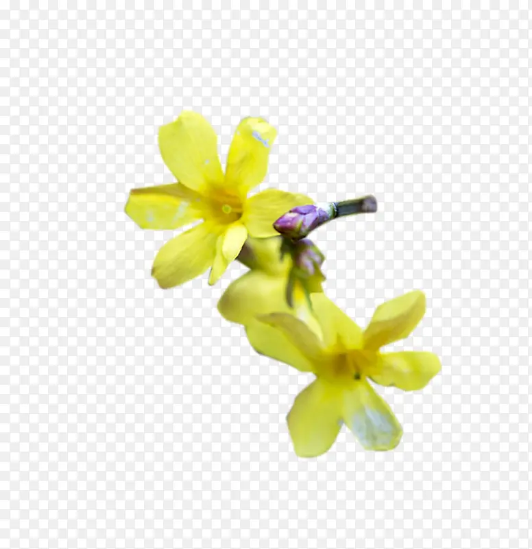 一朵漂亮的鲜花真好看