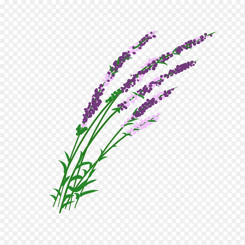 紫花薰衣草终PNG图片素材下载_图片编号11205031-PNG素材网