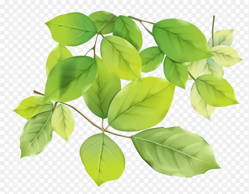 手绘绿芽树枝透明底素材
