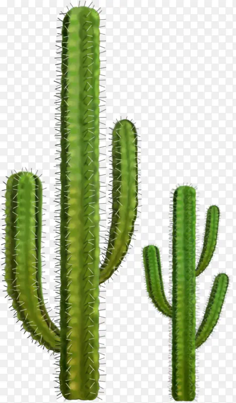 仙人掌植物矢量图