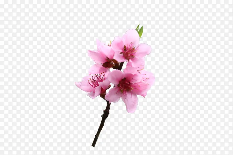 粉色桃花一枝