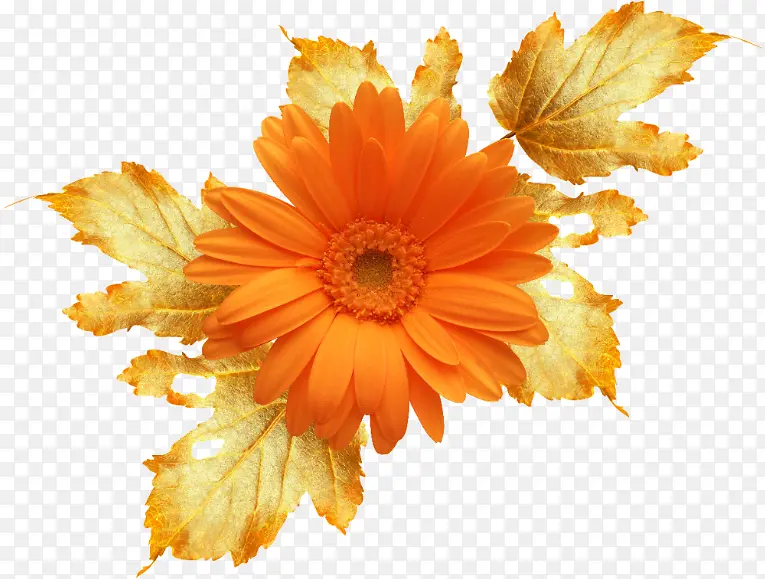 手绘花，菊花