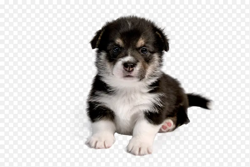狗 犬 宠物 动物