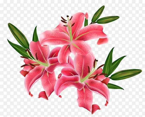 黑美人百合植物花卉图片