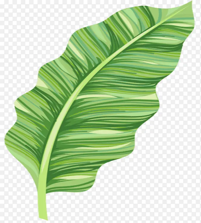 矢量树叶芭蕉叶