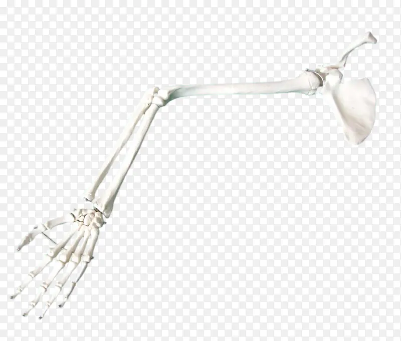 手骨 人骨 骨头 手臂骨PNG图片素材下载_图片编号11215243-PNG素材网