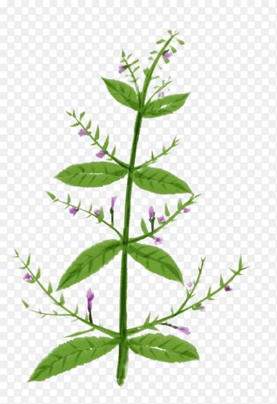 手绘植物 中药材