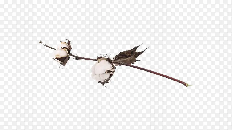 一只优秀的棉花