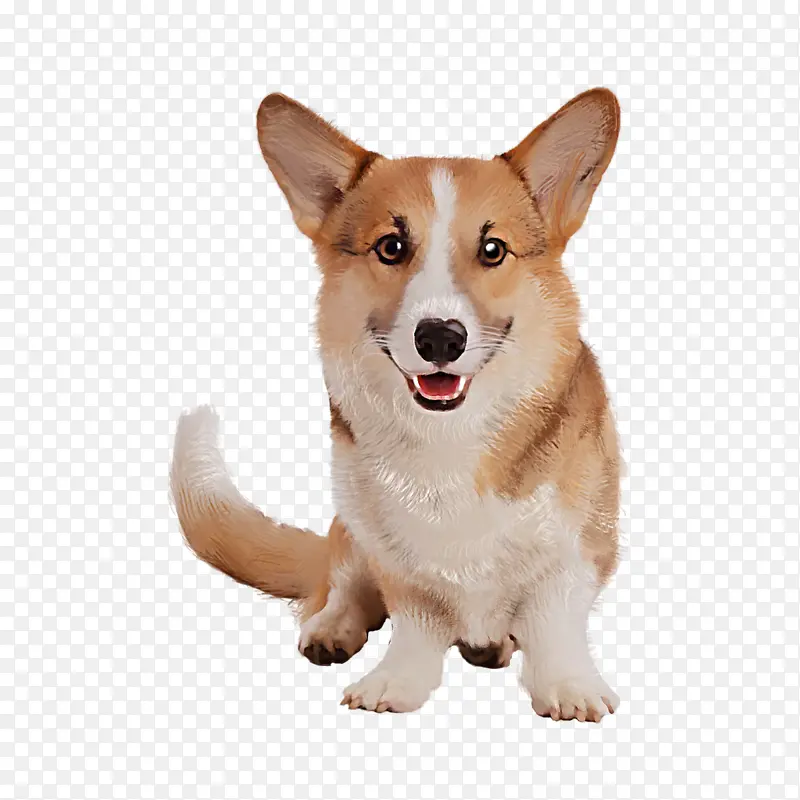 卡通柯基狗狗