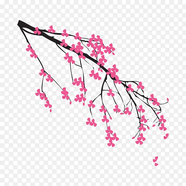 樱花鲜花枝头