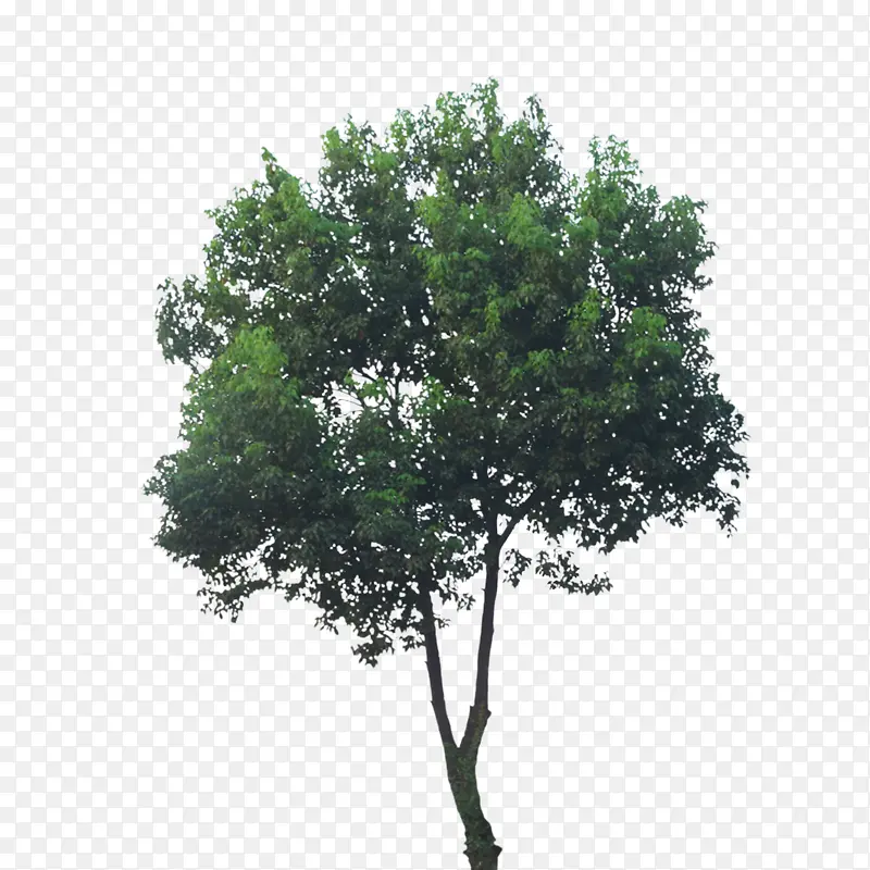 一颗背景透明的树