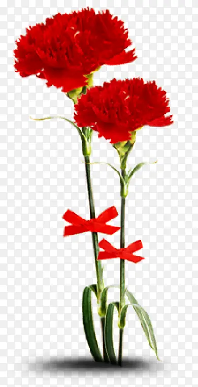 康乃馨花教师节感恩