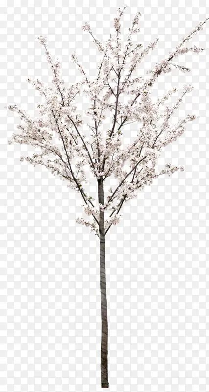 白色腊梅花素材