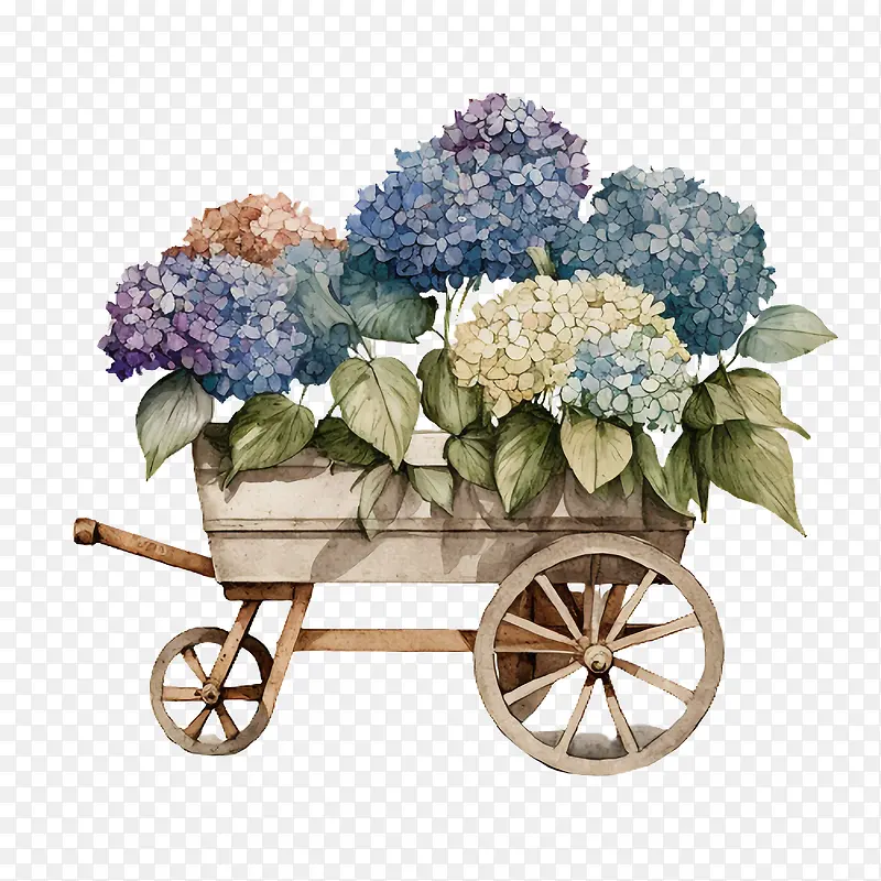 水彩绣球花-水彩绣球花花园车中的绣球花绣球花花园车