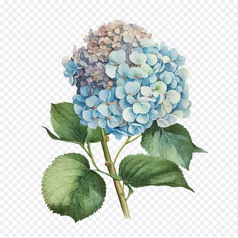 水彩绣球花-水彩绣球花蓝色绣球花