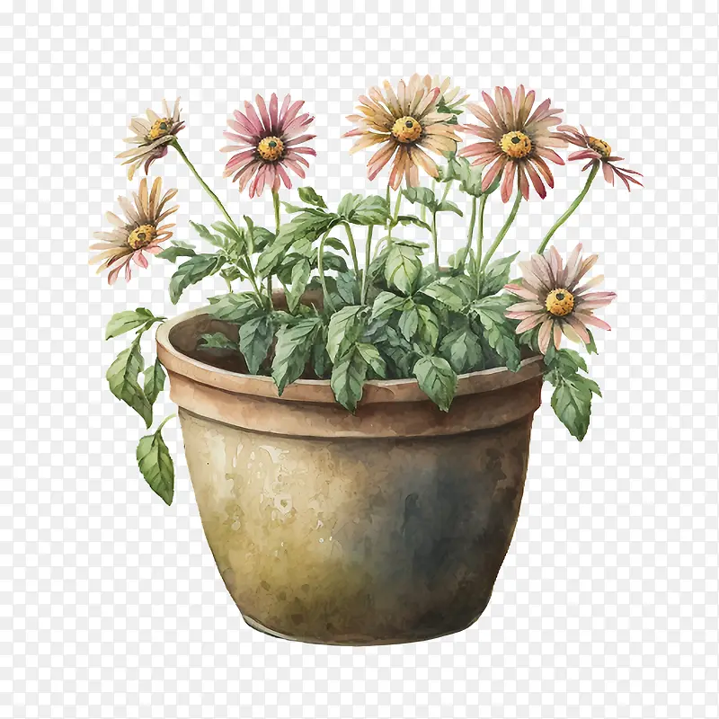水彩雏菊-花盆