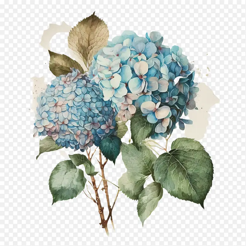 水彩绣球花-水彩绣球花蓝色绣球花