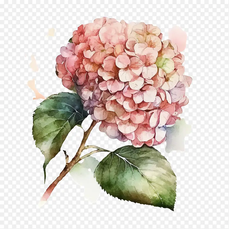 水彩绣球花-水彩绣球花粉红色绣球花