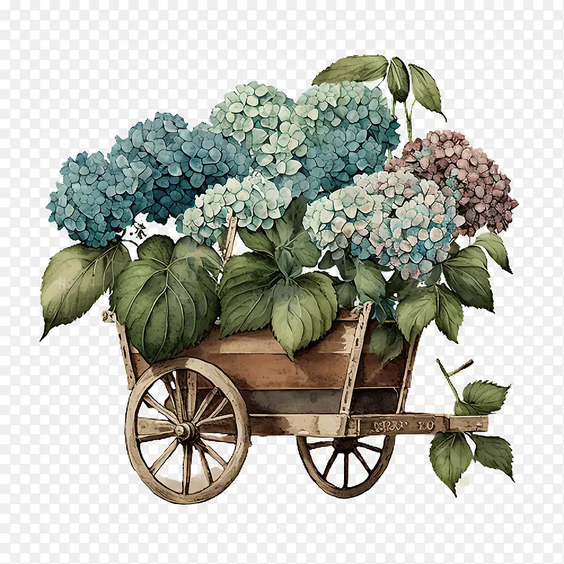 水彩绣球花-水彩绣球花花园车中的绣球花绣球花花园车