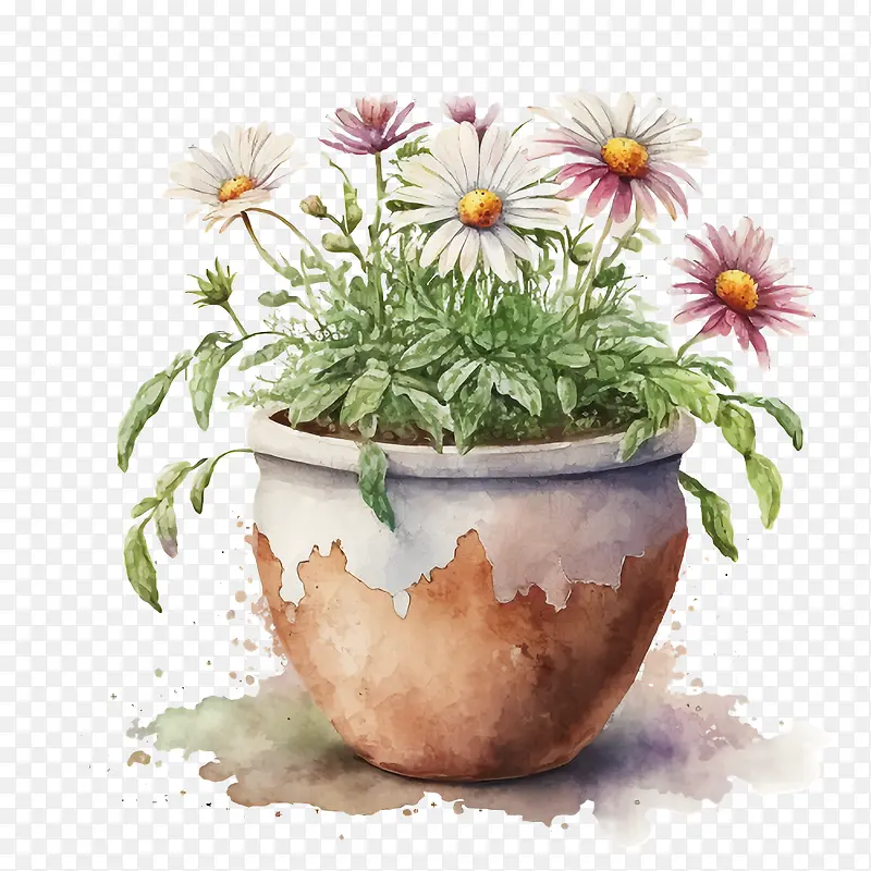 水彩雏菊-花盆