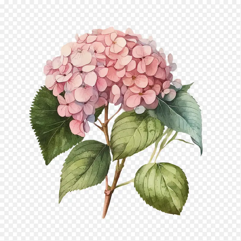 水彩绣球花-水彩绣球花粉红色绣球花