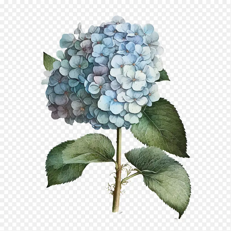 水彩绣球花-水彩绣球花蓝色绣球花