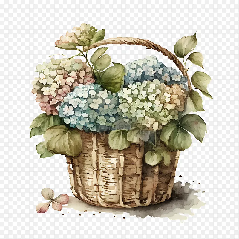 水彩绣球花-水彩绣球花篮子里的绣球花