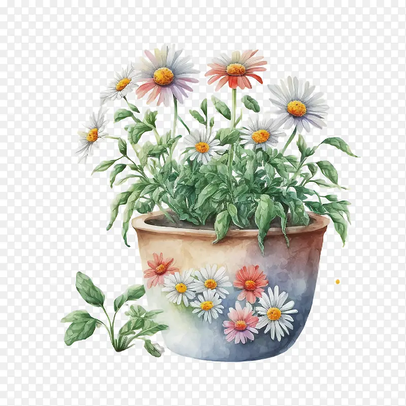 水彩雏菊-花盆
