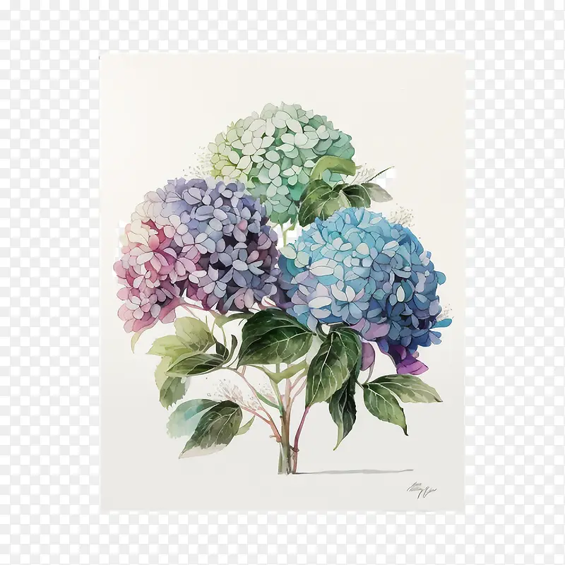 绣球花的布置-绣球花的布置水彩绣球花