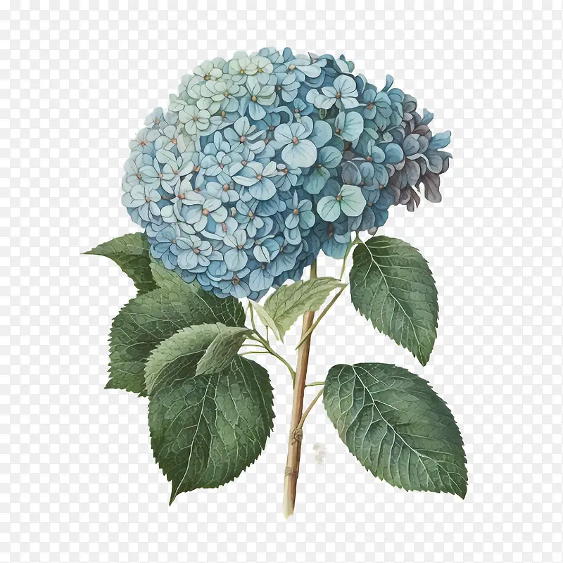 水彩绣球花-水彩绣球花蓝色绣球花