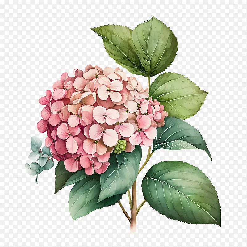 水彩绣球花-水彩绣球花粉红色绣球花