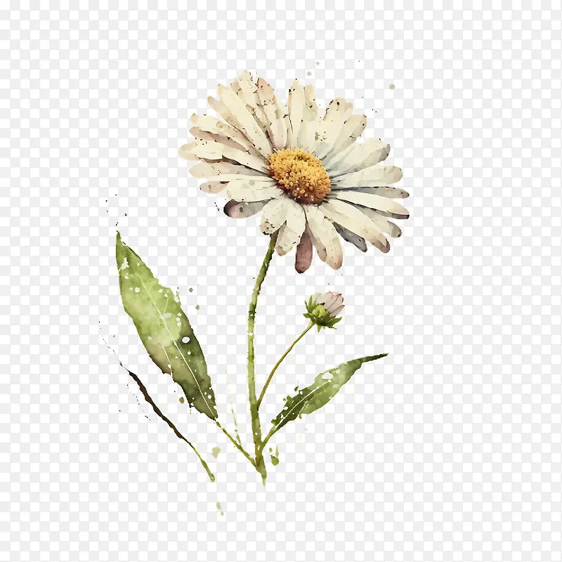 水彩雏菊-水彩花