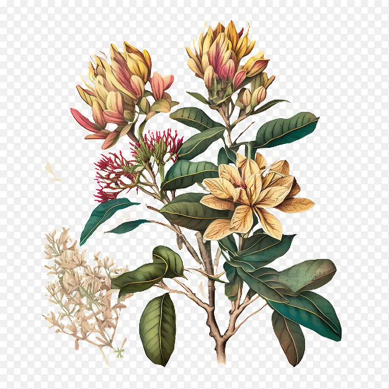 占城花-热带花卉