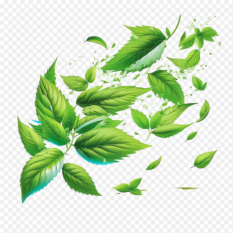 新鲜薄荷叶-新鲜薄荷叶飞翔薄荷叶叶绿薄荷叶