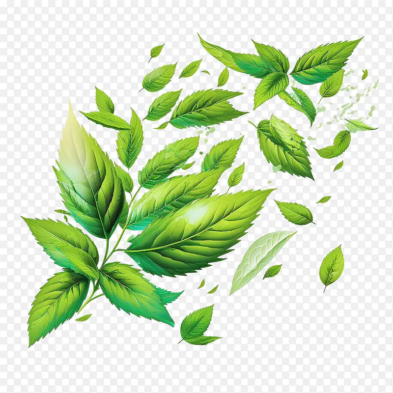 新鲜薄荷叶-新鲜薄荷叶飞翔薄荷叶叶绿色薄荷叶绿叶