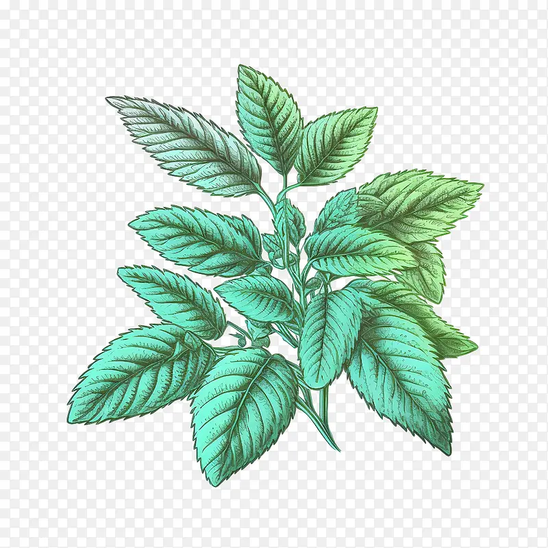 薄荷叶-薄荷叶