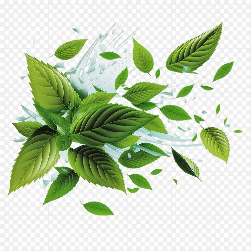 新鲜薄荷叶-新鲜薄荷叶飞翔薄荷叶叶绿薄荷叶绿叶