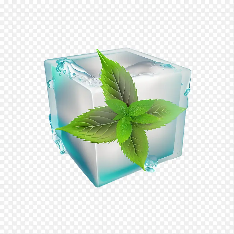 薄荷叶-薄荷叶