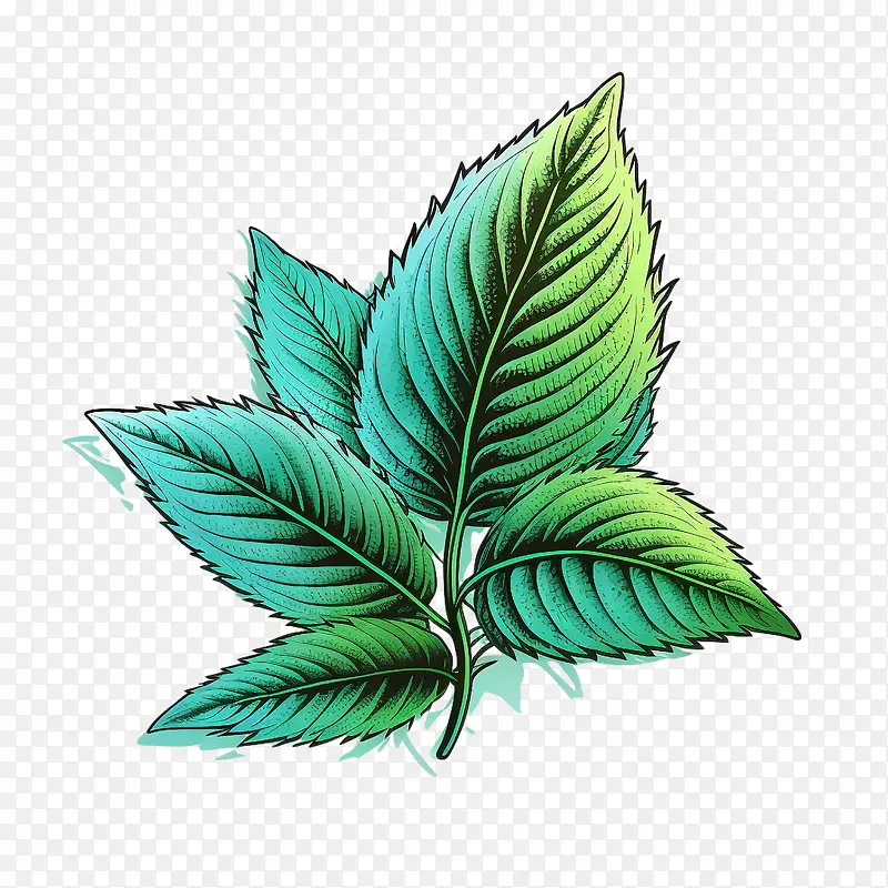 薄荷叶-薄荷叶