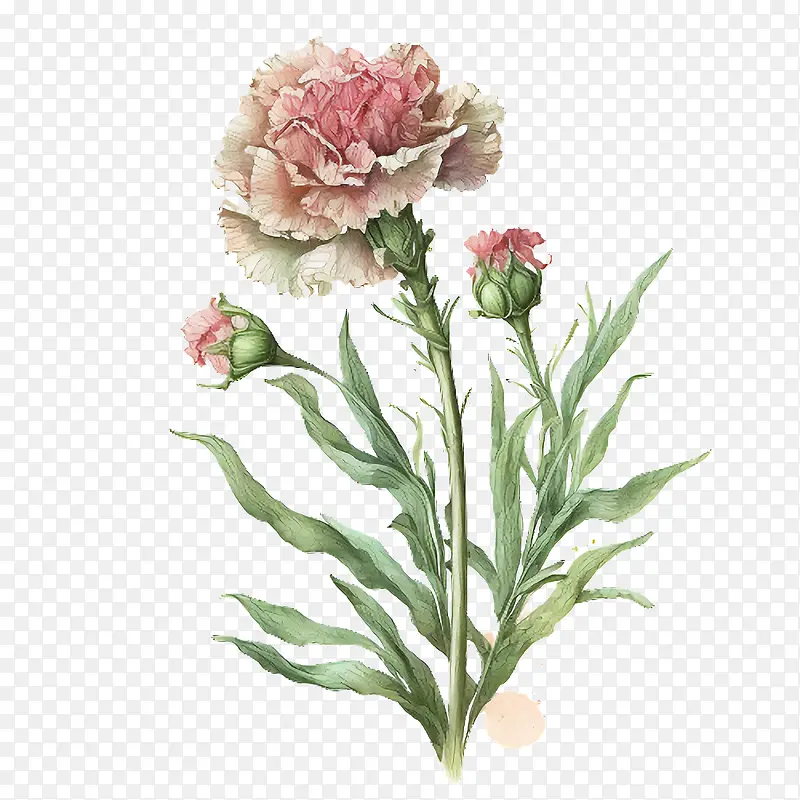 水彩康乃馨-花卉画