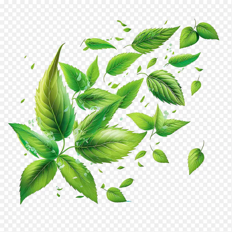 薄荷-薄荷新鲜薄荷飞翔薄荷绿叶水滴