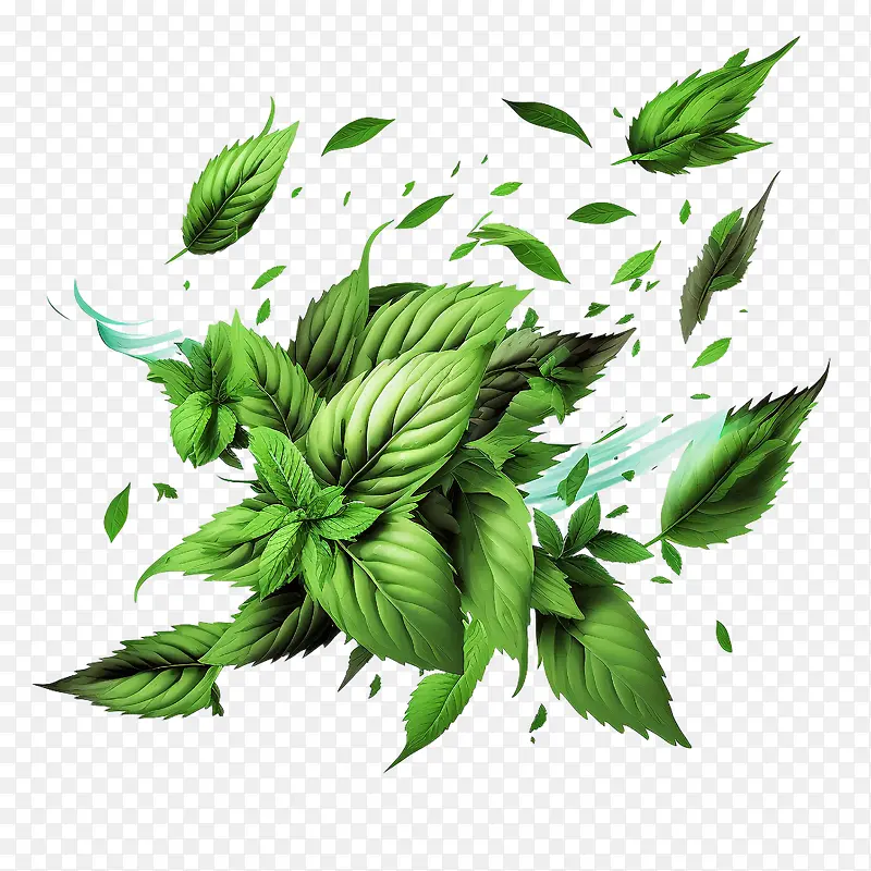 薄荷-薄荷新鲜薄荷飞行薄荷绿薄荷