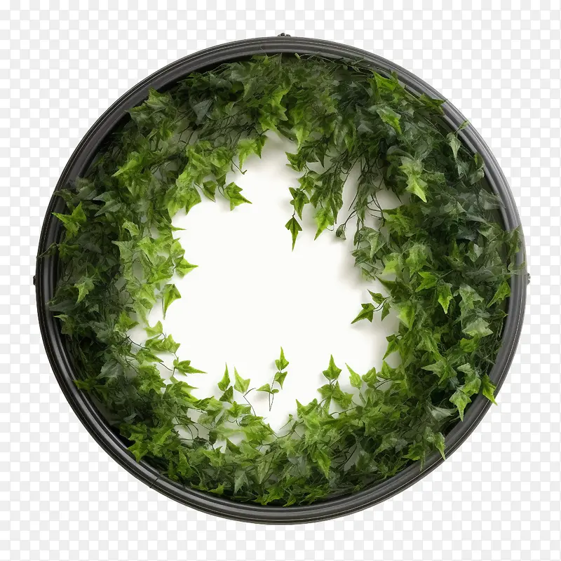 植物藤蔓花环-绿色框架