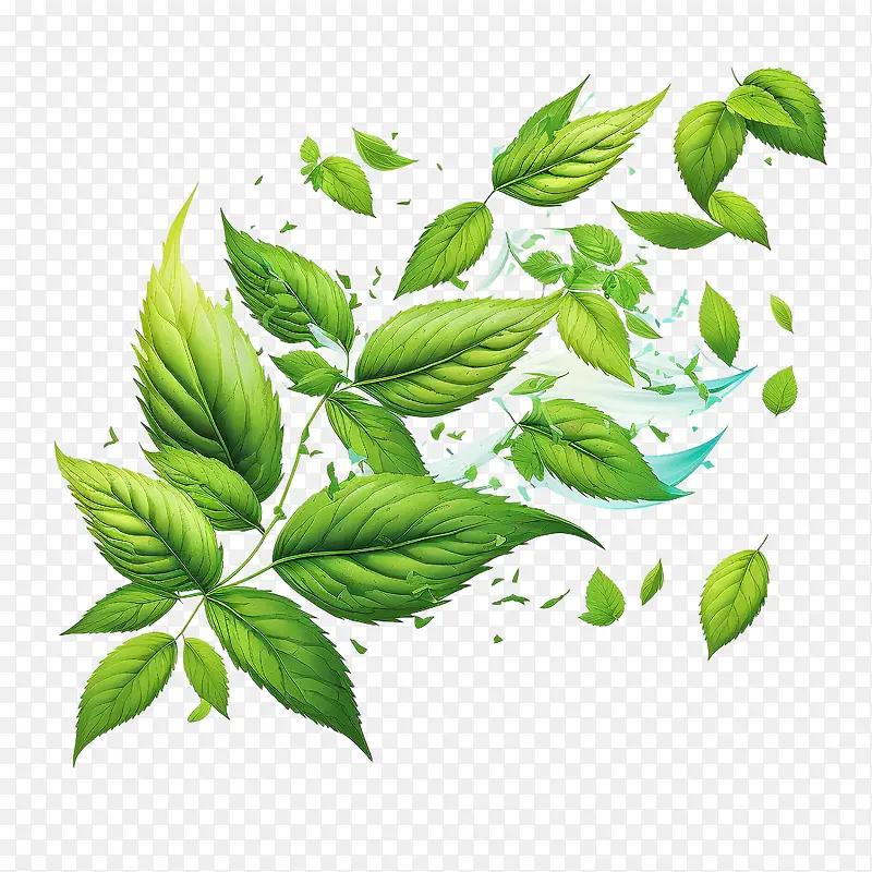 薄荷-薄荷新鲜薄荷飞翔薄荷绿叶