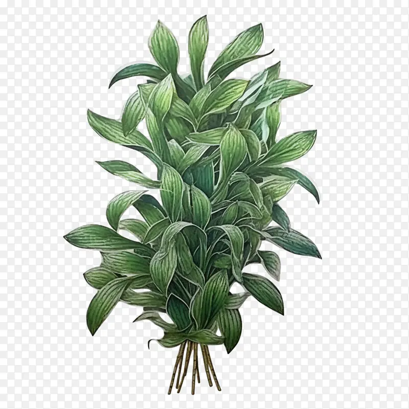 绿色长植物-绿色长植物植物藤蔓植物绿叶