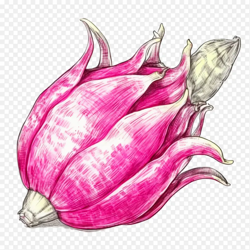素描火龙果-素描火龙果火龙果粉红色花朵绽放
