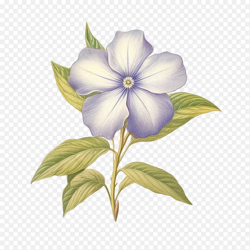 长春花-蓝色花