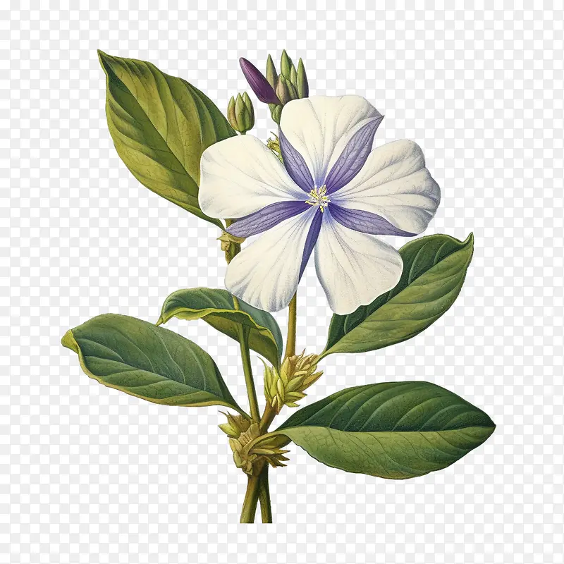 长春花-紫色的花